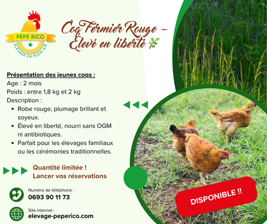 Jeune coq (2 mois)